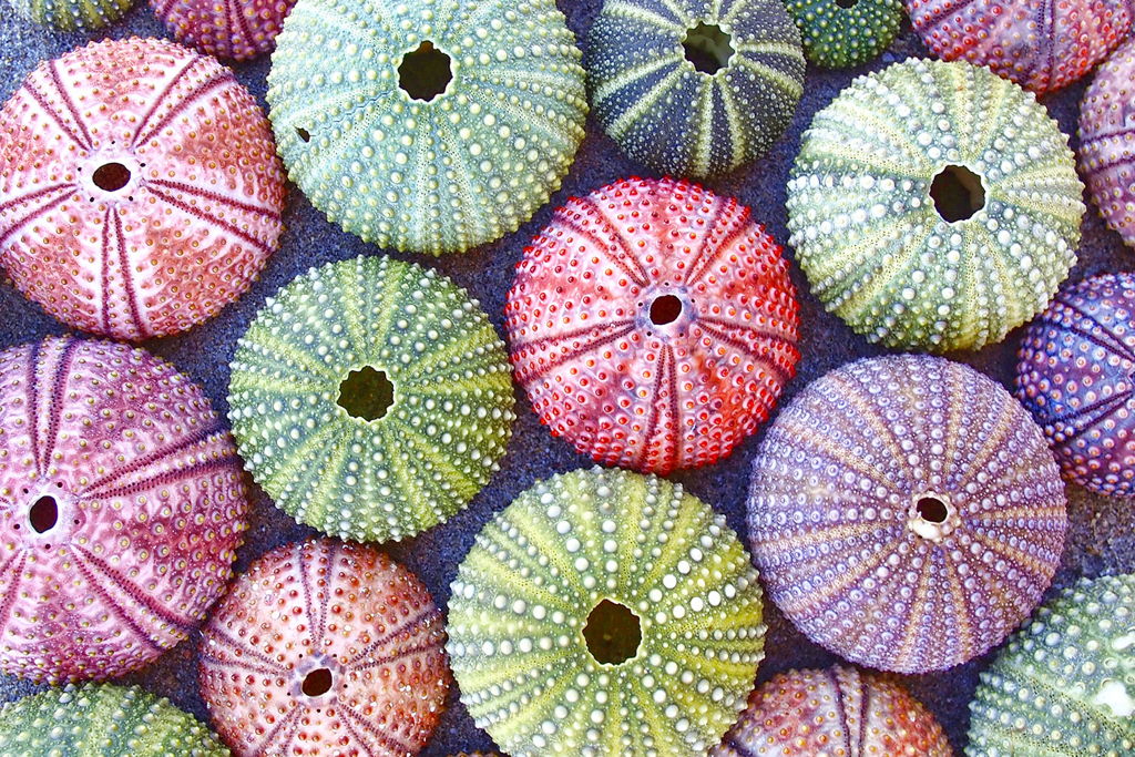 Sea Urchin Paint Night