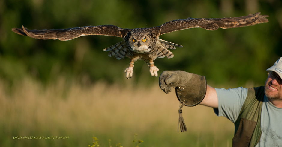 Canadian Raptor Conservancy Photography Trip Events Universe Blackland prairie raptor center is dedicated to environmental preservation through public education and the conservation of birds of prey and wildlife in their. canadian raptor conservancy photography trip