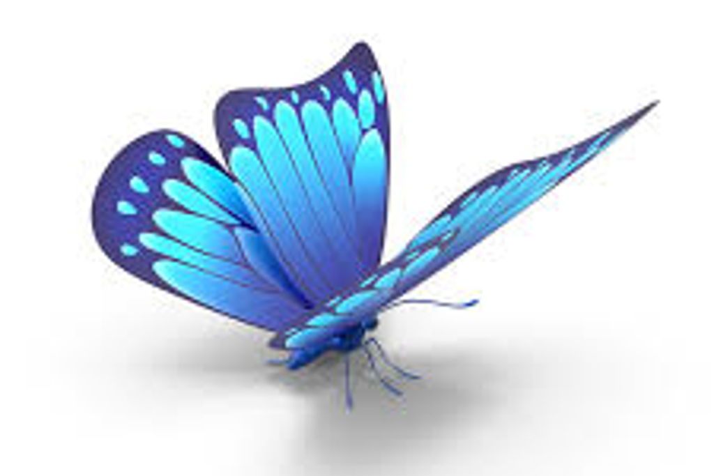 A Blue Butterfly Evening 2026