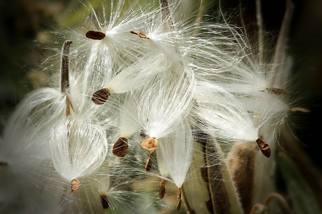Gardening with Native Plants (Online)