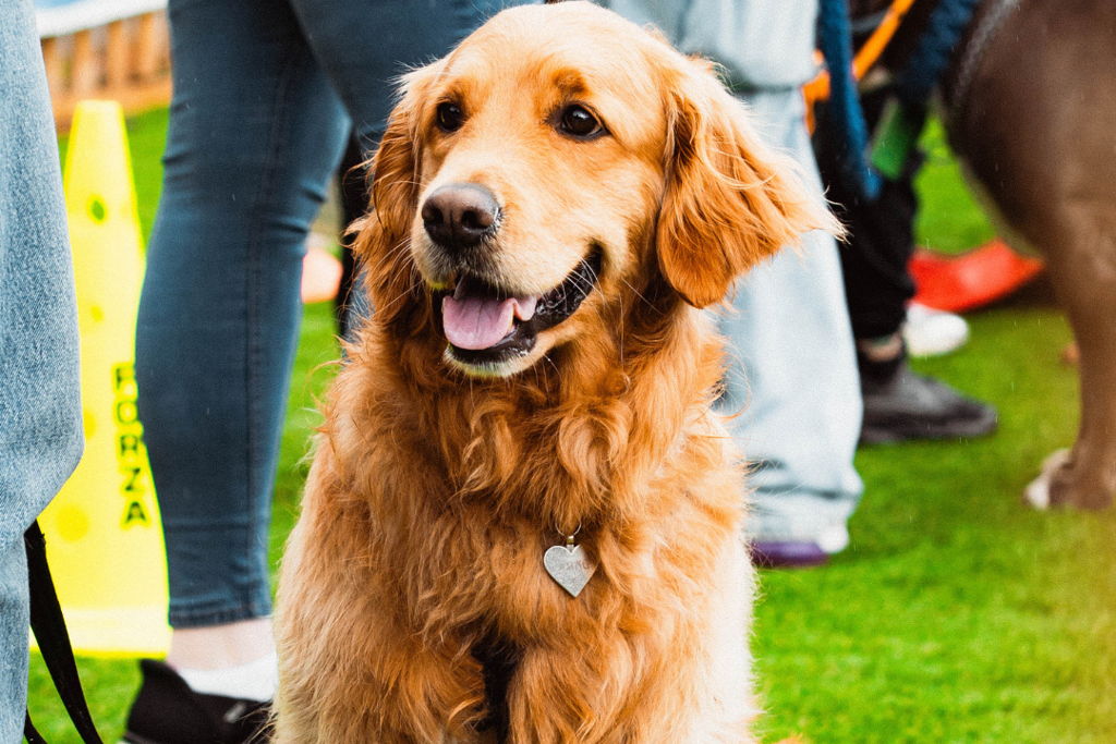 Barklove