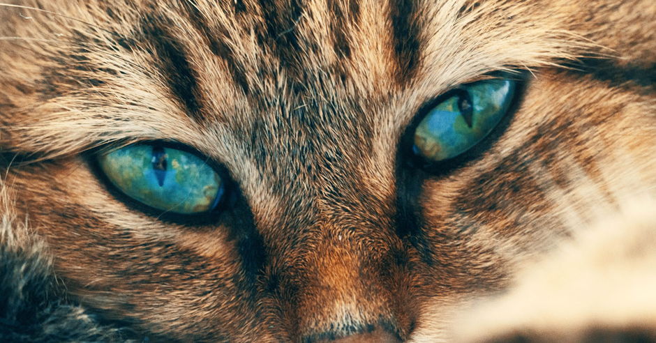 Different Cat Breeds and Their Traits - Katzenworld